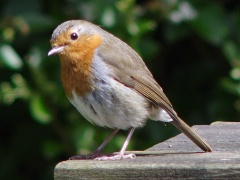 20120712 robin